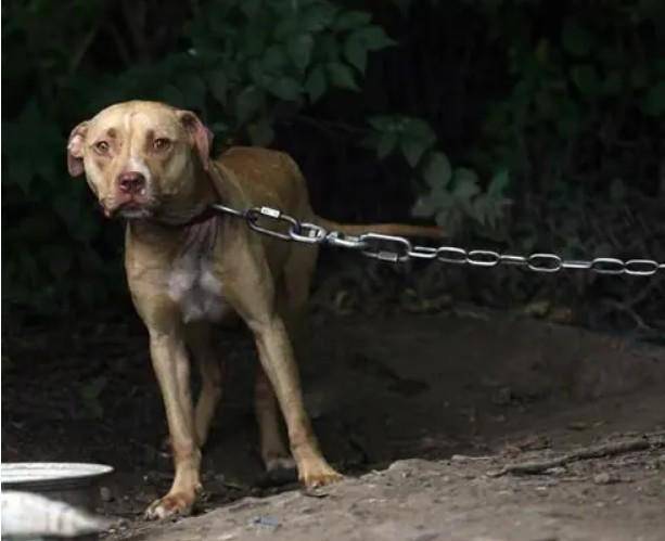 Aumentan denuncias por maltrato a mascotas