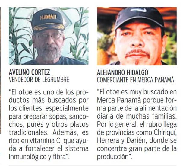 $!La producción de otoe supera los 140 mil quintales anuales