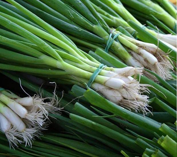 Chiriquí, Coclé y Panamá Oeste lideran el cultivo y producción de la cebollina