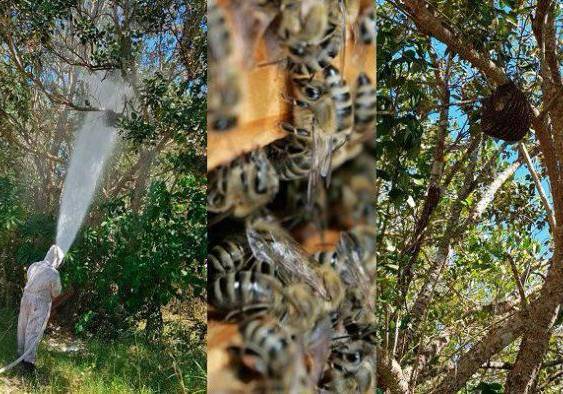 Cortesía | Una unidad del BCBRP trabajando sobre un asentamiento de abejas.