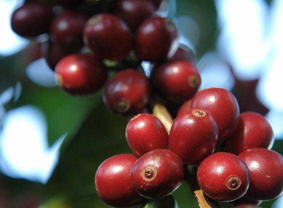 ML | La producción de café en Veraguas continúa ganando espacios de promoción.
