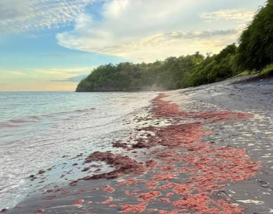 ML | Proliferación de alga roja.