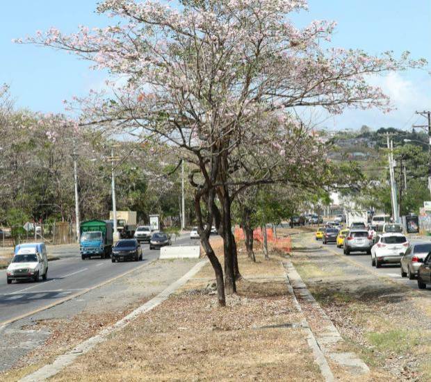 Árboles florales, un atractivo de las calles en la ciudad capital