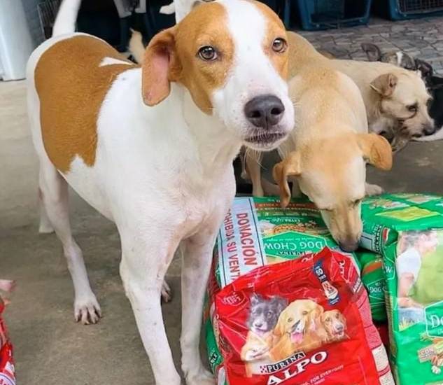 Los héroes sin capa que rescatan mascotas