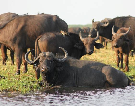 Cría de búfalos en Panamá supera las 11 mil cabezas