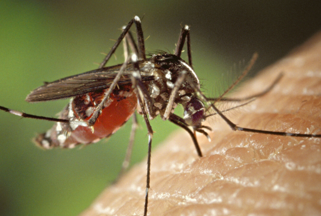 Minsa detecta 61 nuevos casos de malaria