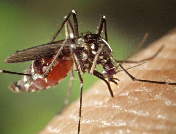 ML | La enfermedad es trasmitida por la picadura de un mosquito infectado.