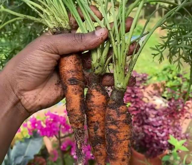 “La Huerta del Negro”, emprendimiento que impulsa la agricultura en Bocas Toro