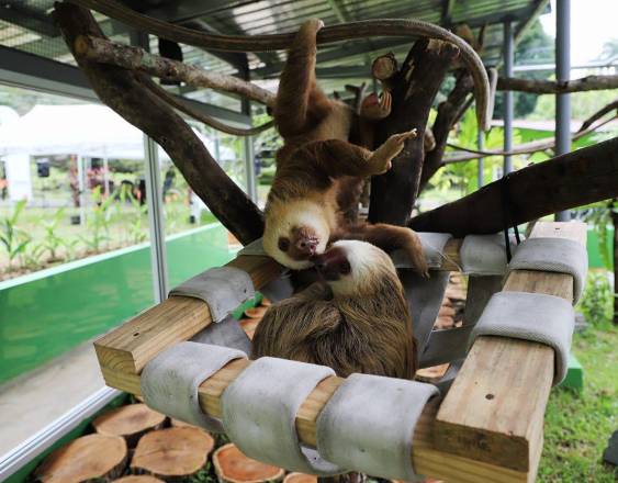 Alcaldía de Panamá | Dos perezosos de dos garras.