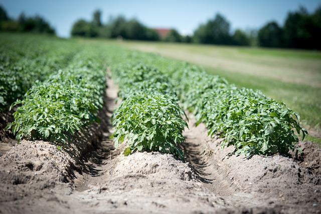 Productores garantizan abastecimiento de papa
