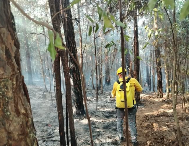 ML | Reserva Forestal La Yeguada.