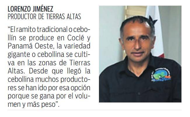 $!Chiriquí, Coclé y Panamá Oeste lideran el cultivo y producción de la cebollina
