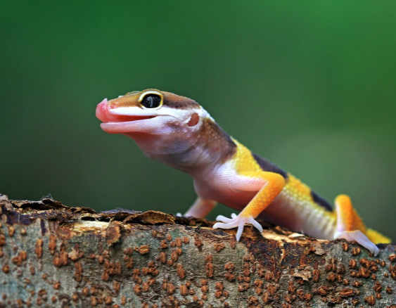 Freepik | Una salamandra.
