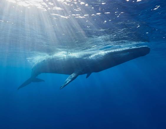 ML | Una ballena.