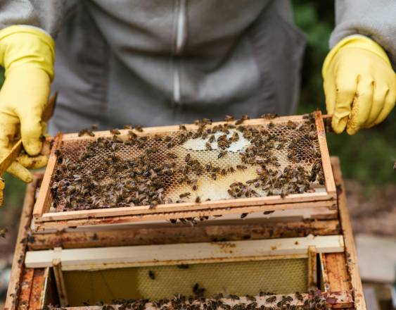 PEXELS | Un apicultor recolectando la miel de un panal de abejas.