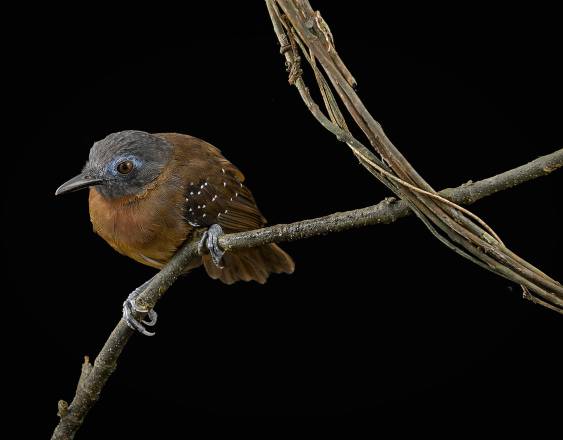 John Whitelaw | El registro ha subido a más de 170 aves.