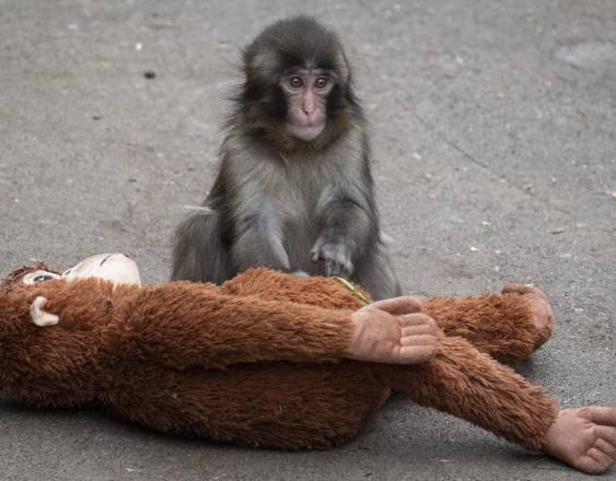 Un mono macaco japonés macho de siete meses llamado Punch, que fue abandonado por su madre.