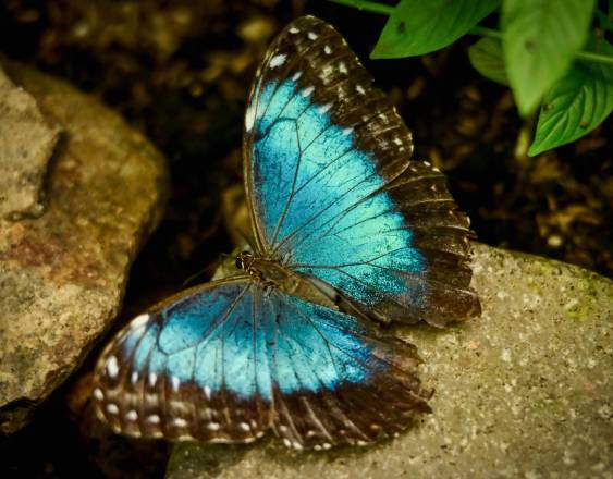 MARTIN BERNETTI / AFP | Una mariposa Morpho.