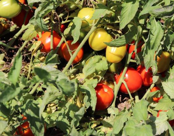 El IDIAP presenta nuevas variedades de tomate adaptadas al clima de Panamá