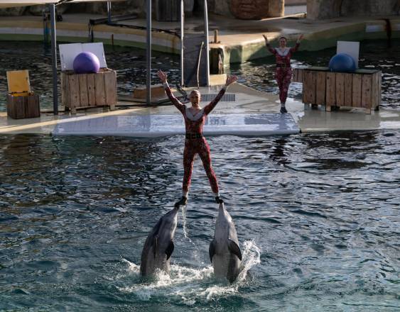 AFP | Delfines mulares actúan junto a un entrenador en el parque temático marino Marineland de Antibes