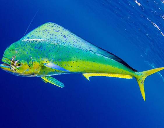 ARAP anuncia veda del dorado a partir de este 1 de julio por dos meses