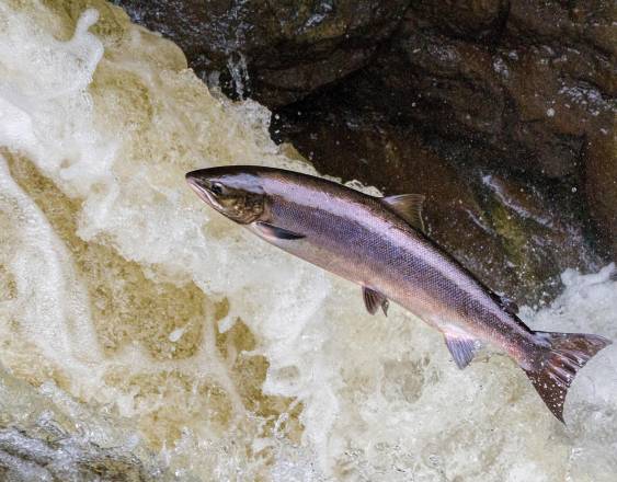 Pixabay | Un salmón atravesando una corriente en un río.