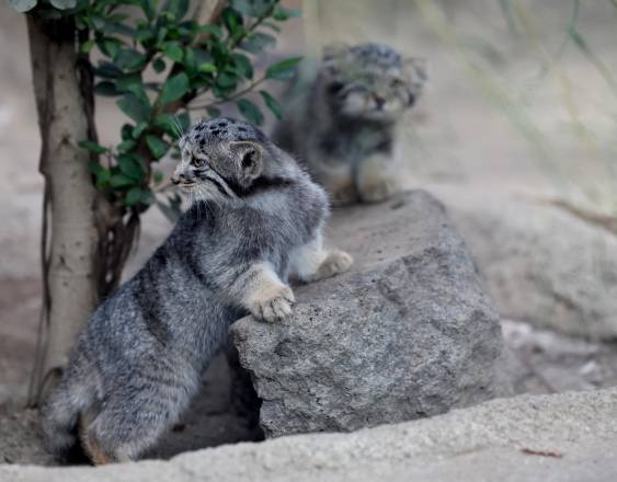 Crías de gato de Pallas —una especie considerada el felino vivo más antiguo del mundo.