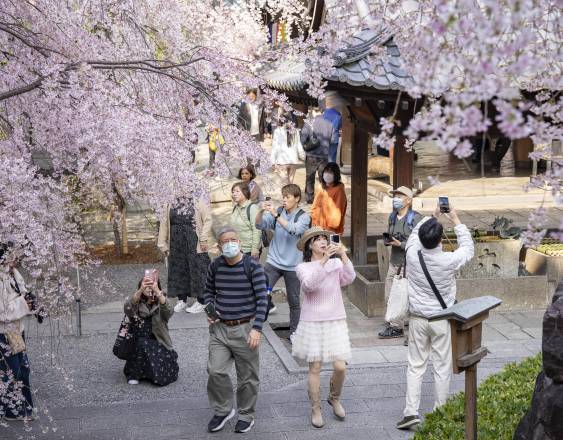 La gente fotografía los cerezos en flor en el templo Rokkakudo de Kioto.