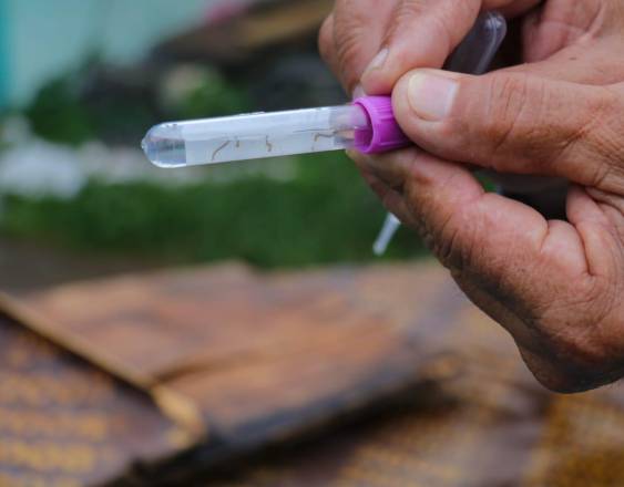 ML | Minsa reporta más de 2,000 casos menos de dengue en Panamá.