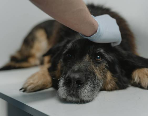 Pexels | Un perro en el veterinario.