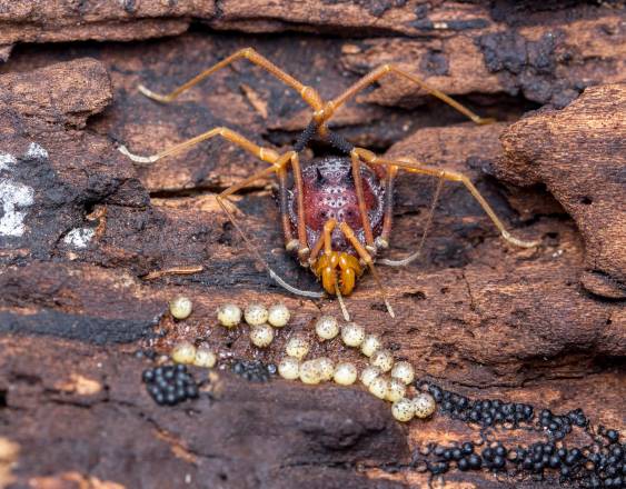 Fotos en la aplicación iNaturalist ayudan a descubrir cómo evolucionó el cuidado de los huevos en las “arañas patonas”