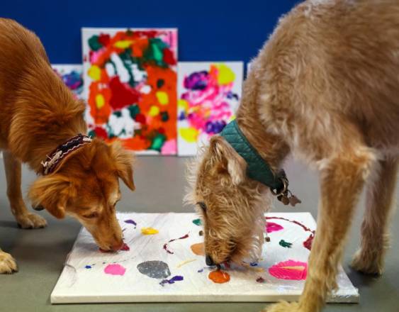 Las perras ‘Rosie’ y ‘Alba’ trabajan duro en sus lienzos.