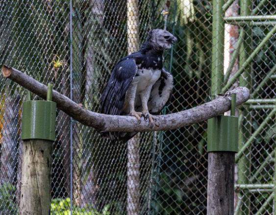 Cortesía | Alcaldía de Panamá.