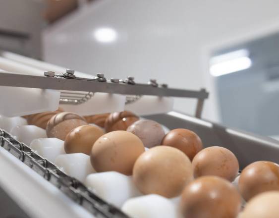 ML | Varios huevos listos para distribuirse.