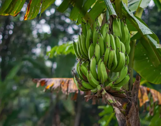 PECXELS | Un gajo de banano.