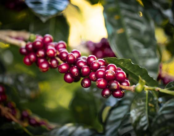 Cortesía | Granos de café en una finca donde se cuidan estas plantaciones.