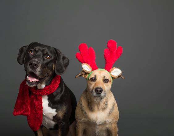 PEXELS | Dos perros de distintas razas utilizando indumentaria festiva a la Navidad y el Año Nuevo.
