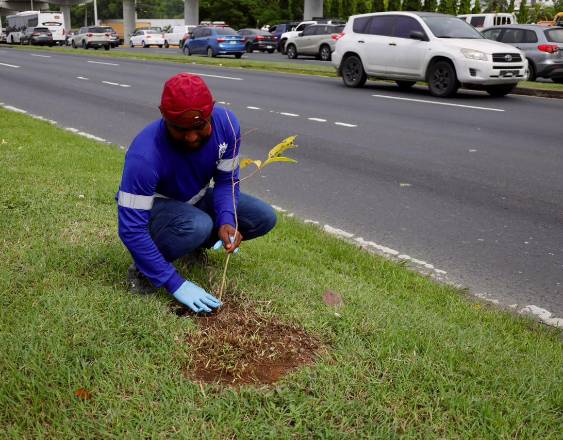 Más de 20 mil plantones siembra la Alcaldía con nueva jornada en la vía Tocumen