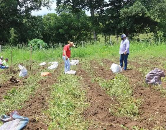 MIDA | Varios productores sembrando ñame en una finca ubicada en la provincia de Herrera.