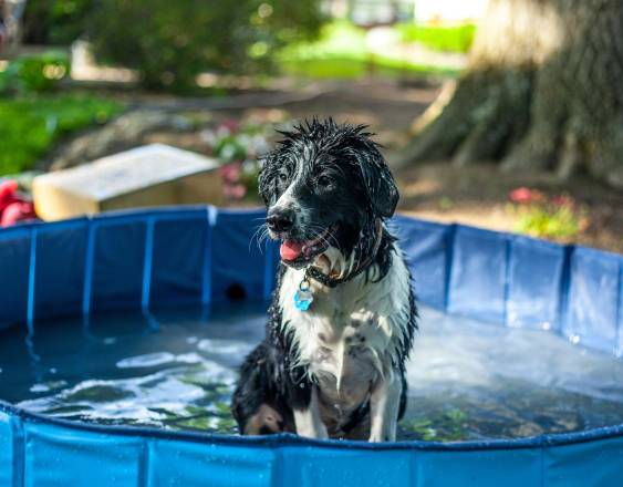 PEXELS | Un perro en una piscina, especialmente diseñada para mascotas, mientras recibe un baño profundo, donde se utilizan productos adecuados para su piel y pelaje.