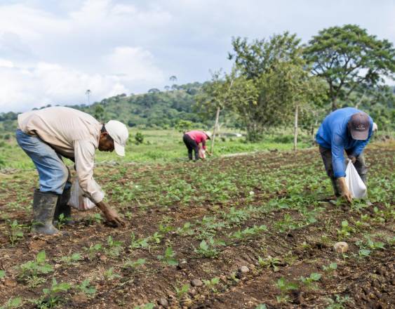 IA | Tres agricultores se encuentran en una finca sembrando algunos rubros en una finca en el interior.