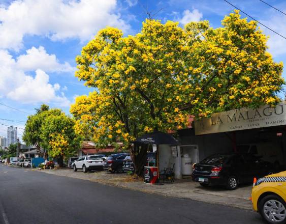 Evelyn González | Un ejemplar a la orilla de la calle.