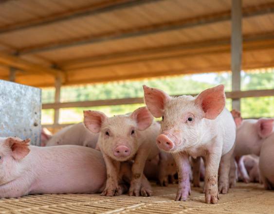 La producción de cerdo aumentó un 11.8% este año