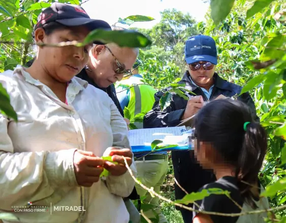 Inspectores detectan menores de edad en labores agrícolas en Chiriquí