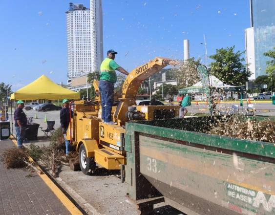 Establecen centro de acopio para arbolitos de Navidad