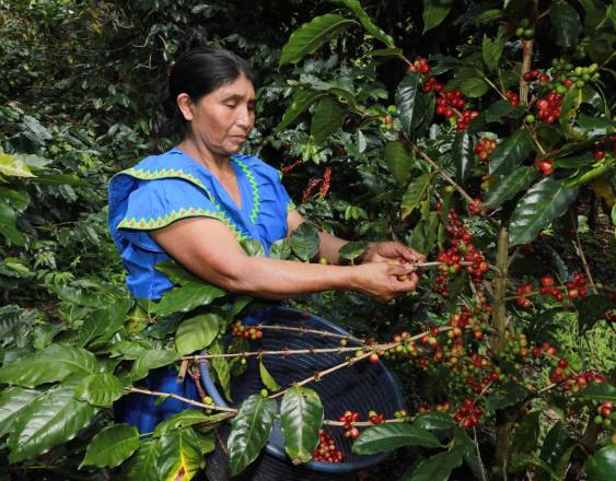 Madre transforma su vida cultivando café en la comarca