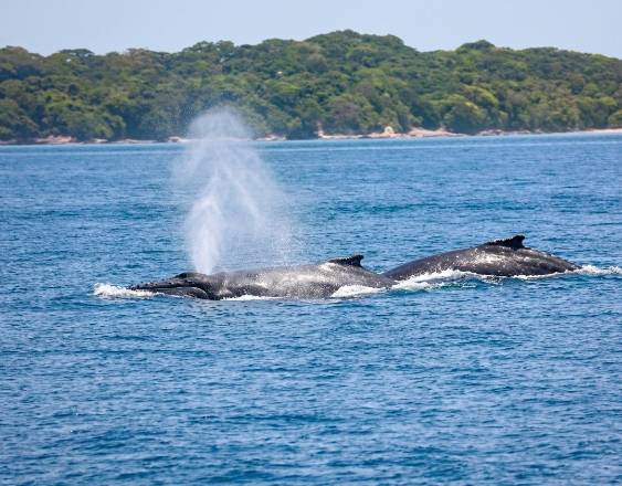 Ballenas en zonas marinas. Foto: Cortesía