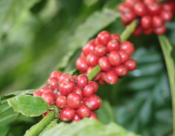 ML | Plantaciones de café.
