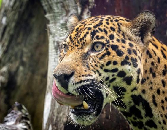 Carlos Estrada | Las áreas de actividad de los jaguares varían entre 3,500 a 13,000 hectáreas, donde los machos recorren un área más amplia que las hembras, explicó Ricardo Moreno de la Fundación Yaguará.