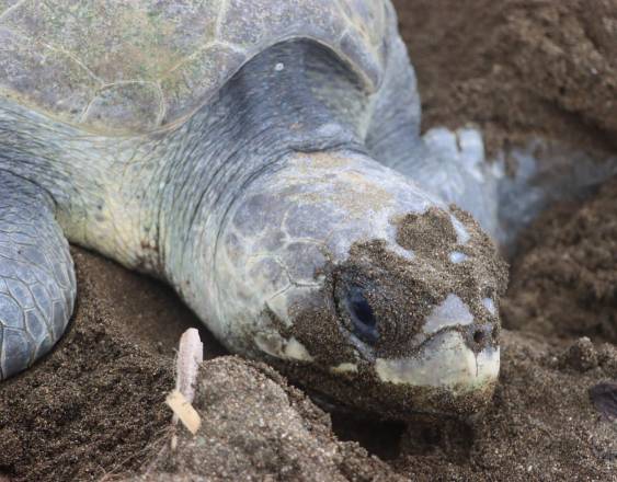 MiAMBIENTE instala el Comité Nacional para la Protección y Conservación de las Tortugas Marinas